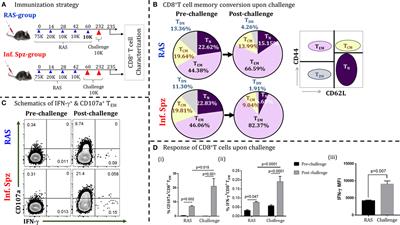 Infectious Sporozoites of Plasmodium berghei Effectively Activate Liver CD8α+ Dendritic Cells